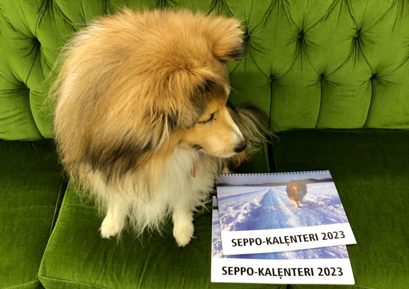Keräsimme Seppo-kalentereilla yli 3000 euroa Lastenklinikoiden Kummeille
